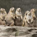 Weshalb die Evolution kein Ziel hat