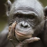 Breschen schlagen in die juristische Mensch/Tier-Mauer