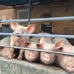 Über Hunde, Schweine und moralische Schizophrenie